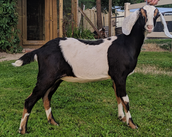 Blackberry Hollow Molly Moo